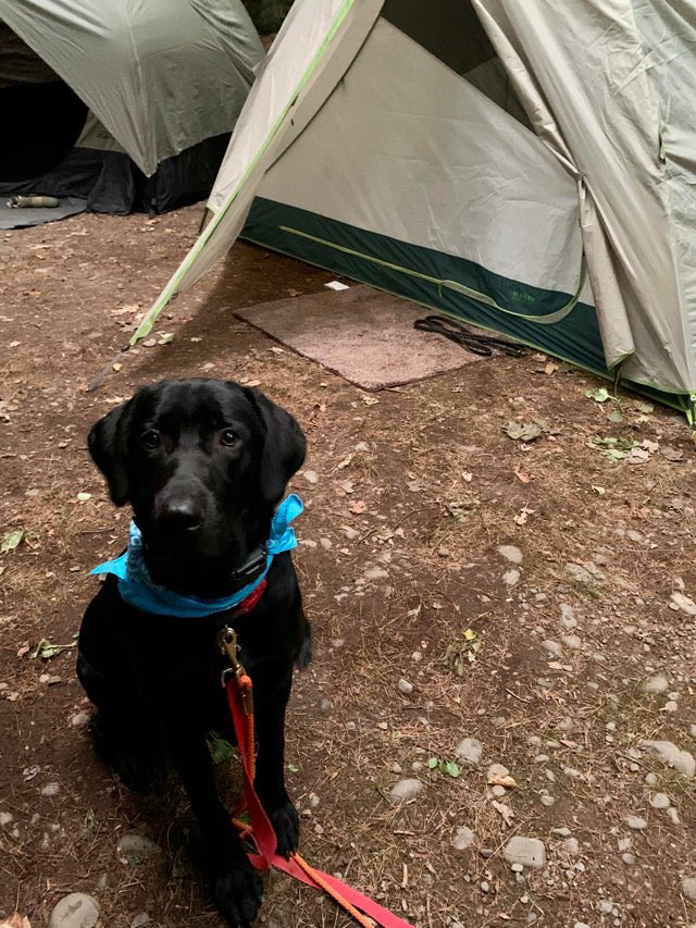 Cathleen8763's tweet photo. Happy National Dog Day!

@samsonandrider #dogs #DogsofTwittter #labrador #NationalDogDay https://t.co/Xjj7rug0cq