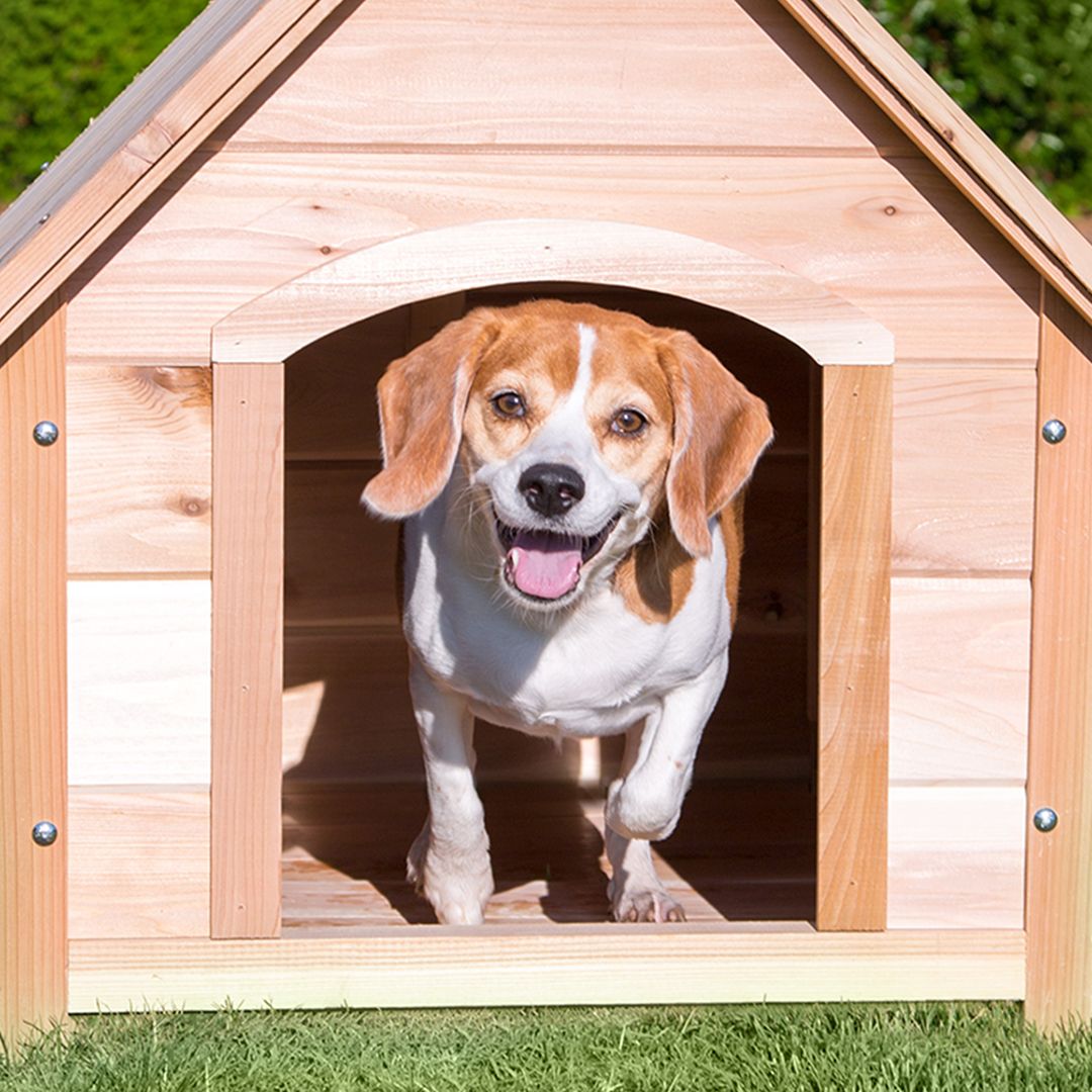 BuildersChoice_'s tweet photo. Happy National Dog Day! Reply with your pup pics to celebrate our furry friends 🐾
#nationaldogday #puppylove #dogs #cutenessoverload #adoptdontshop https://t.co/Lg6Bpwol2j