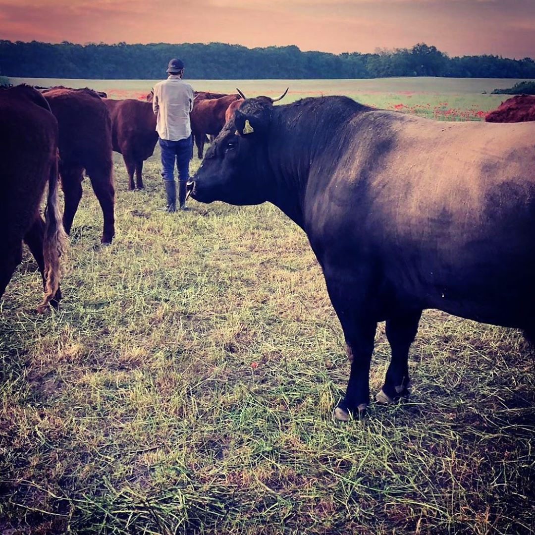 Tune in to find out why and how Benedikt Bösel, farm manager at Gut&amp;Bösel, is testing #agroforestry to improve his 1000ha grain operation and diversify the farm. 

EPISODE LINK HERE: ow.ly/N6cZ50B99s6