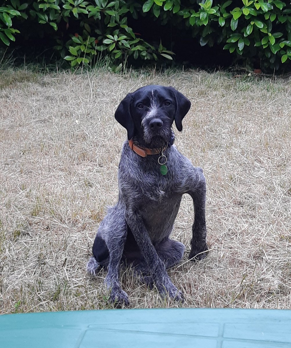 LeLithium's tweet photo. @dog_rates Here's Baloo's contribution to this thread. He's patiently waiting for more dogs to come ! https://t.co/auNOBJPEub