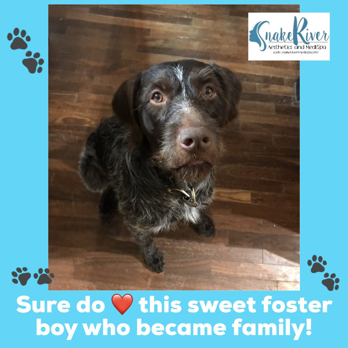 SRMediSpa's tweet photo. This sweet boy came to our family almost two years ago when his owner got sick.Let’s be honest...he was tough.Ruined 4 couches and 3 beds, tough.But, we have never met a kinder soul.#internationaldogday #pocatello #idahofallsmoms #idahofallsbeauty #frenchpointingwirehairedgriffon https://t.co/ndEuQyQhv1