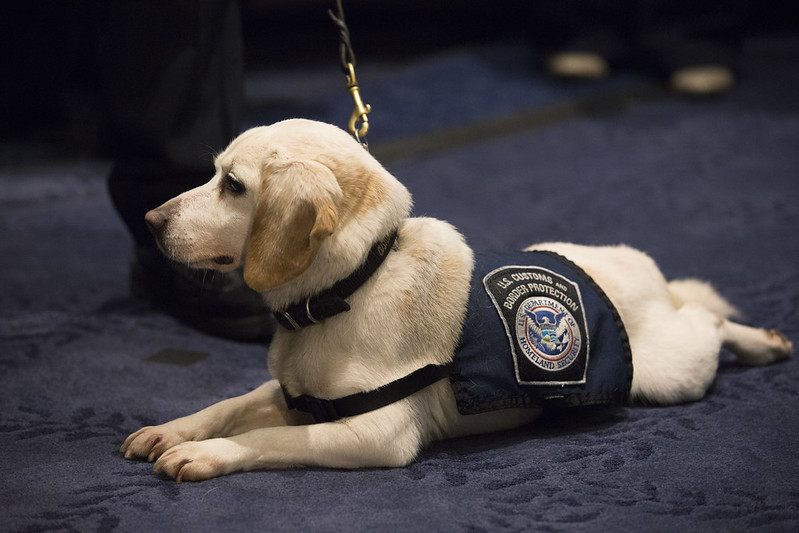 DHSgov's tweet photo. K9s have been used by law enforcement agencies for decades to protect the Homeland. On #NationalDogDay join us in thanking our four-legged friends for sniffing out danger and protecting our Homeland. https://t.co/jfkDvGzwyv