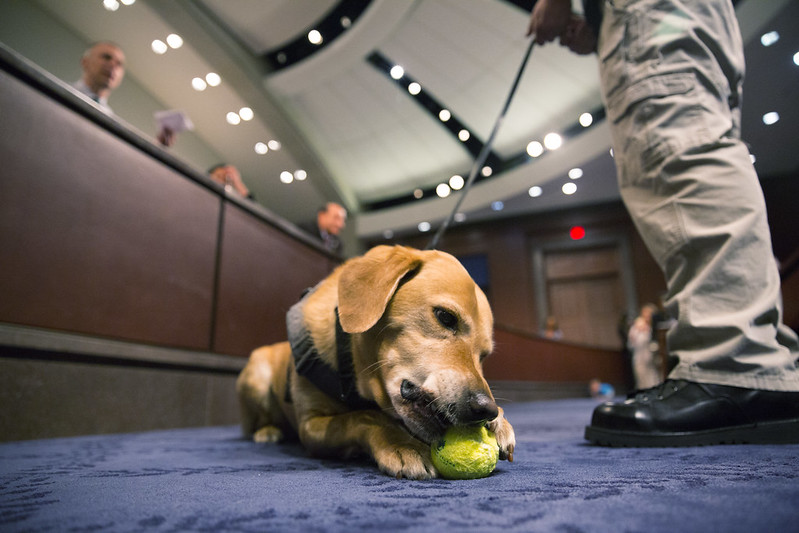 DHSgov's tweet photo. K9s have been used by law enforcement agencies for decades to protect the Homeland. On #NationalDogDay join us in thanking our four-legged friends for sniffing out danger and protecting our Homeland. https://t.co/jfkDvGzwyv