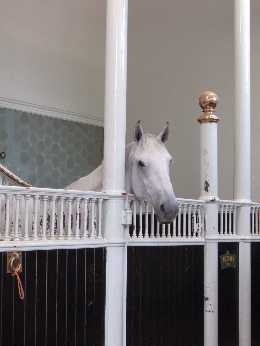 It was a lovely surprise to meet horses like Echo and Tyrone on Sunday.#RoyalMews