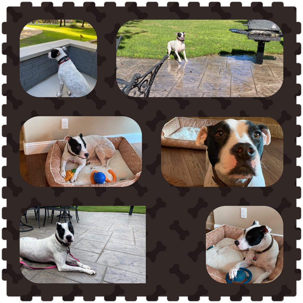 Trina Carpenter πΎ (@carpentertrina1) on Twitter photo Happy <a href="/NationalDogDay/">National Dog Dayβ’</a> from Dylan! Our sweet girl has had quite a year- stays happy and keeps wagging. Best pup. πΎ Happy <a href="/NationalDogDay/">National Dog Dayβ’</a> from Dylan! Our sweet girl has had quite a year- stays happy and keeps wagging. Best pup. πΎ