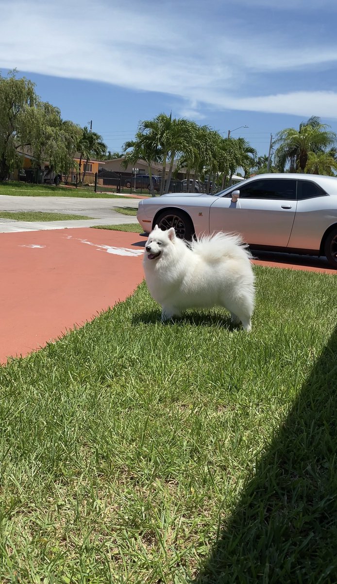 JDiazOfficial's tweet photo. #InternationalDogDay my best bud 🐾 https://t.co/kDaWk2Qleb
