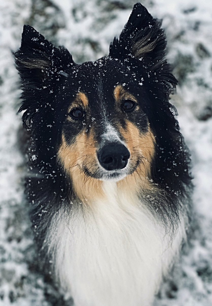 mariahkate92's tweet photo. @dog_rates Roxy - Collie mix 🖤🖤 https://t.co/4BbC6Hmh94