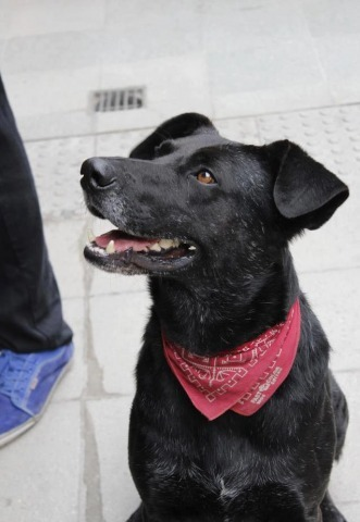 multiforoalicio's tweet photo. El  26 de agosto de 2017 el perro antidisturbios chileno el Negro Matapacos  murió de vejez. 
Un noble perro callejero de Santiago, desafió los gases lacrimógenos, ladró a la policía y defendió a los manifestantes en el movimiento estudiantil de 2011.
Matapacos, hartos abrazos. https://t.co/JBPck6zcr4