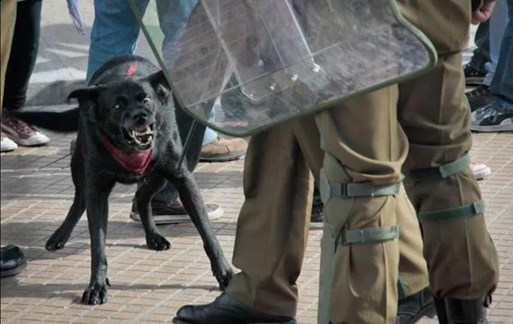 multiforoalicio's tweet photo. El  26 de agosto de 2017 el perro antidisturbios chileno el Negro Matapacos  murió de vejez. 
Un noble perro callejero de Santiago, desafió los gases lacrimógenos, ladró a la policía y defendió a los manifestantes en el movimiento estudiantil de 2011.
Matapacos, hartos abrazos. https://t.co/JBPck6zcr4