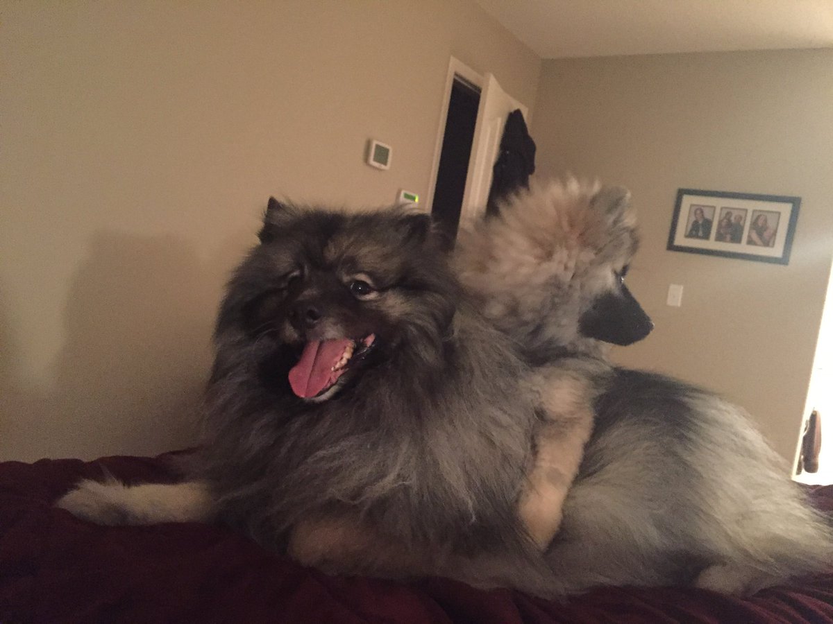 KossAccounting's tweet photo. Happy International Dog Day https://t.co/EAokDzT1Gz