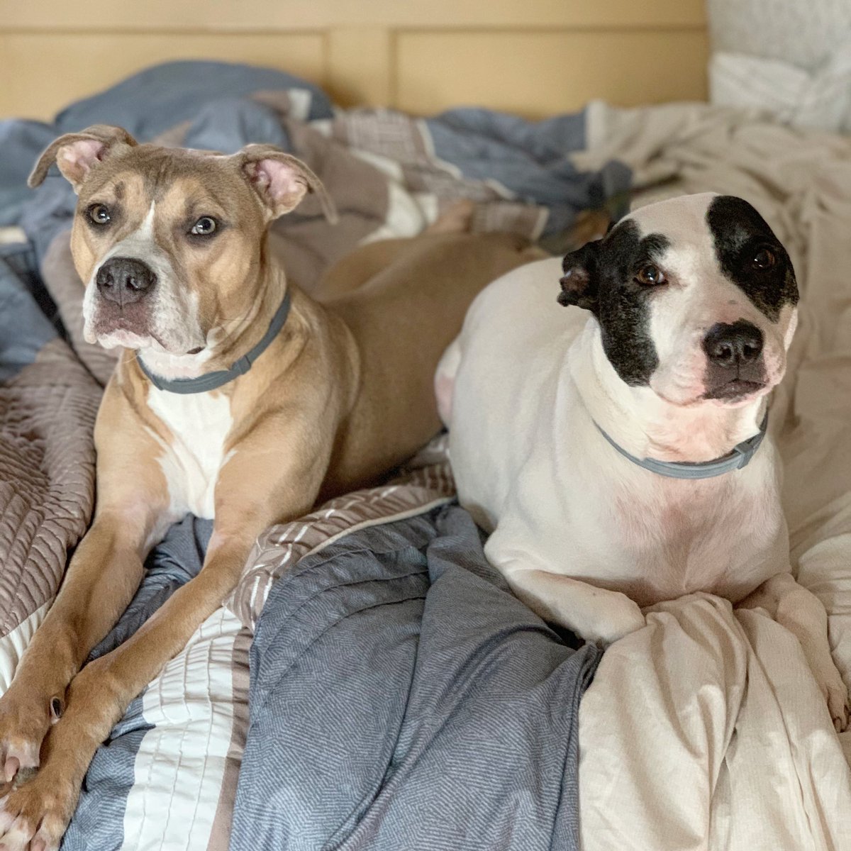 AMilotx12's tweet photo. @dog_rates Meet Niko and Lizzie! https://t.co/wGymPFNKP4