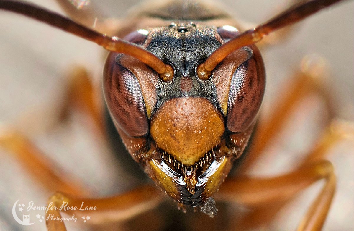 Jens_Starry_Sky's tweet photo. #Wasp macro 😃 #wildlife #nature #macro #macropics #closeup #macrophotography #naturepics #wasps #insects #WV @ThePhotoHour @MacroHour https://t.co/k950MUeVu7