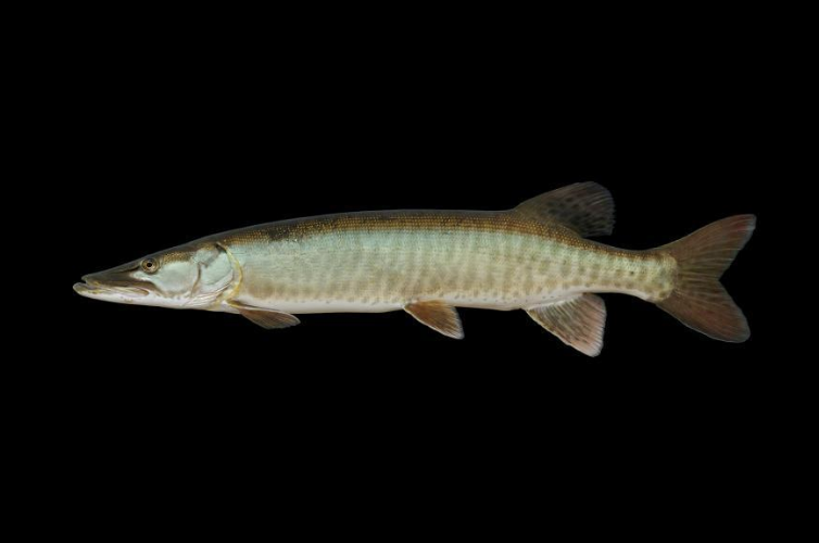 OODMag's tweet photo. Muskie bites back in Missouri, @columbiatribune writes.
https://t.co/aNQJne9mZJ
#Hunting #Fishing #Outdoors #Kayak #Muskie #Muskellunge #Predators #PommedeTerreLake #WinnipegRiver #WisconsinLake https://t.co/ZSKeAG6XyC