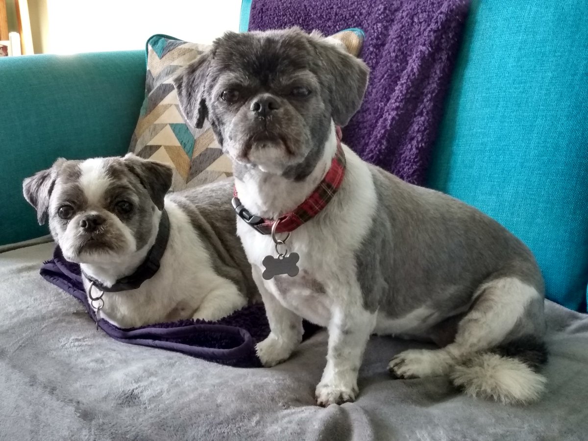 Shih Tzu Action Rescue Star Uk Pa Twitter Happy International Dog Day From Star This Is My 2 Adopted Star Dogs Ru And Millie Fresh From The Groomers Spam Me Your Dog