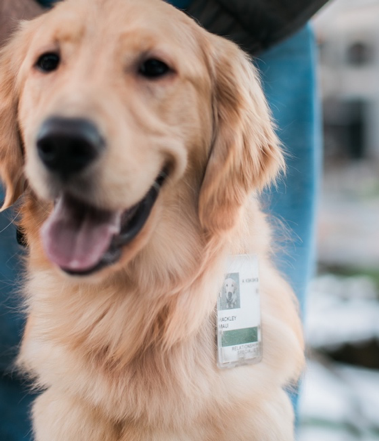 FidelityNews's tweet photo. @dog_rates Meet Maui! A loyal service dog at #FidelityUT #FidelityAssociate #InternationalDogDay https://t.co/PAbXVxG2ne