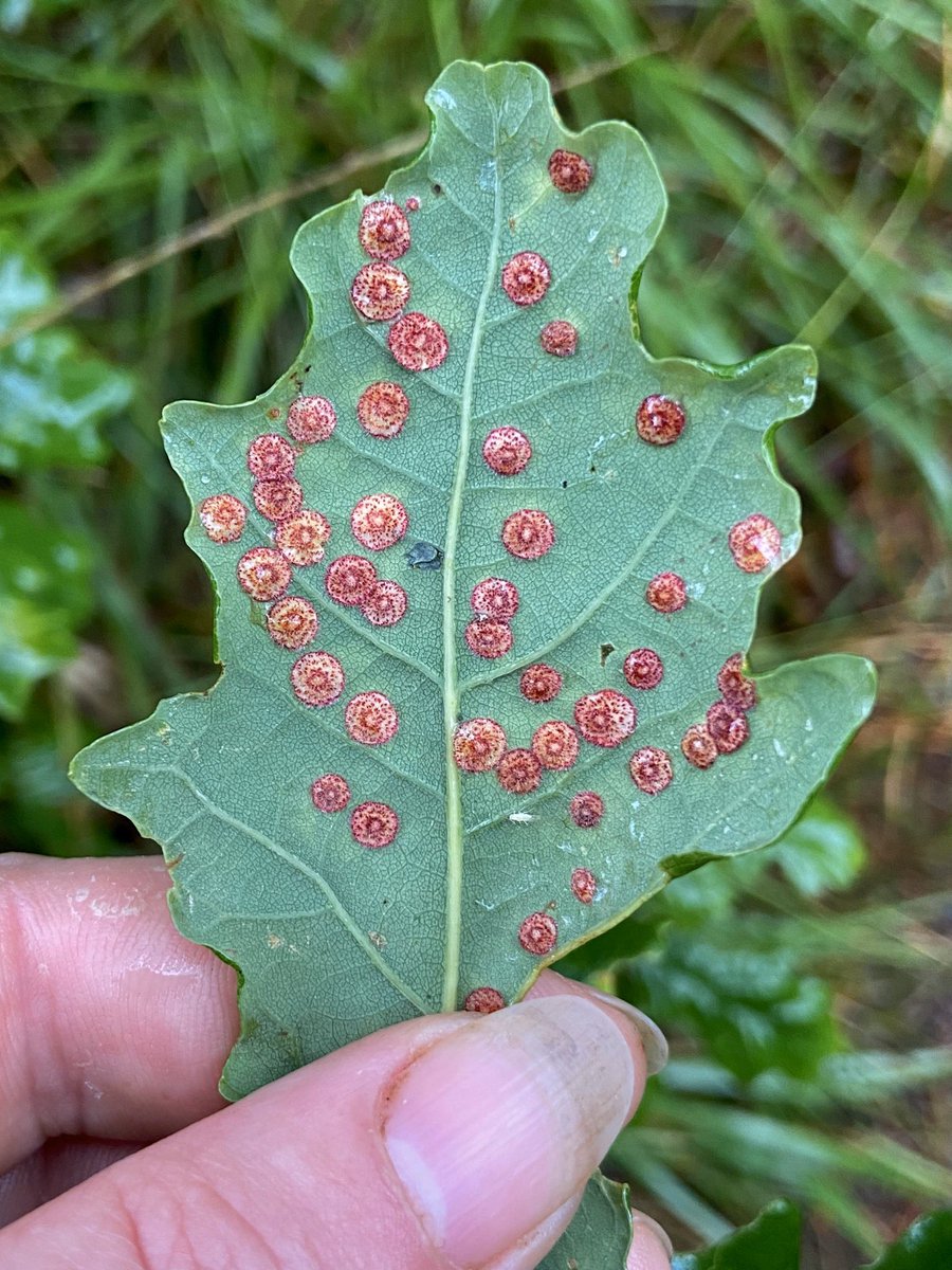 bernoid's tweet photo. Spangles & Silk Buttons for days! I do love a gall, me. Itโs the little things. ๐ #gall #spanglegall #silkbuttongall #wasp #gallwasp #oak #oakgalls #oaktree #iliketrees #Devon #wildlife #goforawalk https://t.co/3kyo1xNzTr