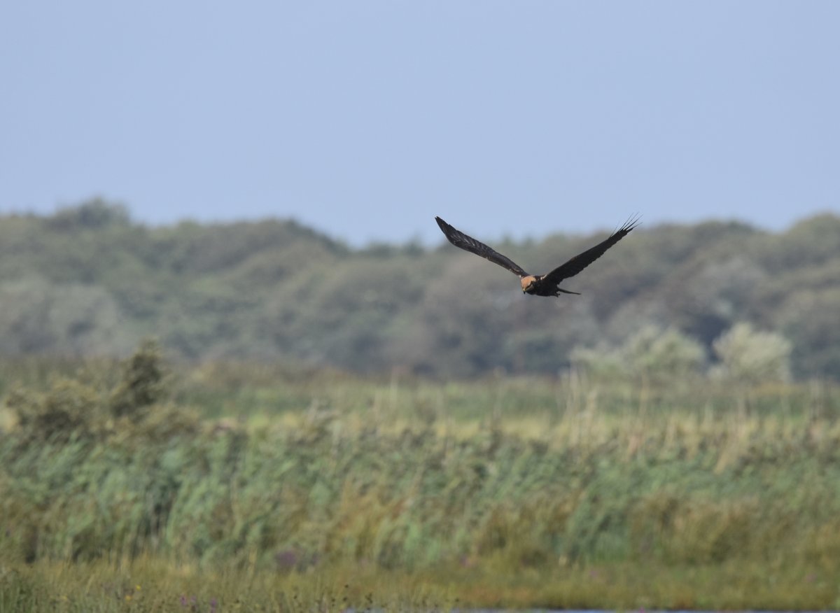 DaveyManMcG's tweet image. Nice safari out to @WWTMartinMere with @JanetGr14009692 &amp;amp; @HesitantWeasel last week and we didn&apos;t get very wet in the end lalows.blogspot.com/2020/08/dodgin… #NorthernGreenhouse #WildBlogs