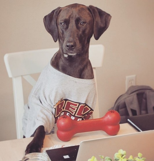 We may be partial to big cats at Regis, but on #NationalDogDay we've got to give some love to all our four-legged friends. 📷cred: <a href="/RegisMLax/">Regis College Men’s Lacrosse</a>