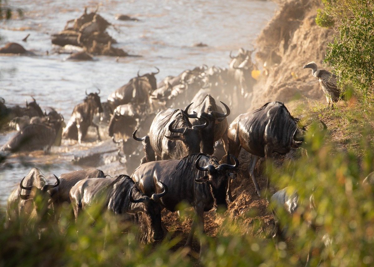Tuliadestin's tweet photo. Let our Safari together continue
Book today your hotel room, tour and destination, flights by login to https://t.co/iRsHVlP5nw

#travel #bookingyeah #safari #tours #destinations #wanderlust #flights https://t.co/gSX5bgCnvV