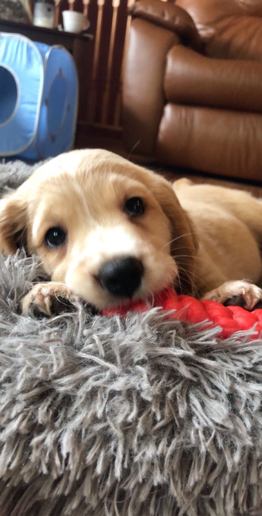 DesireeDore's tweet photo. Happy International Dogs Day to my little fur nugget, Kai 🐾💛 #InternationalDogDay https://t.co/7iu4Q4iILR