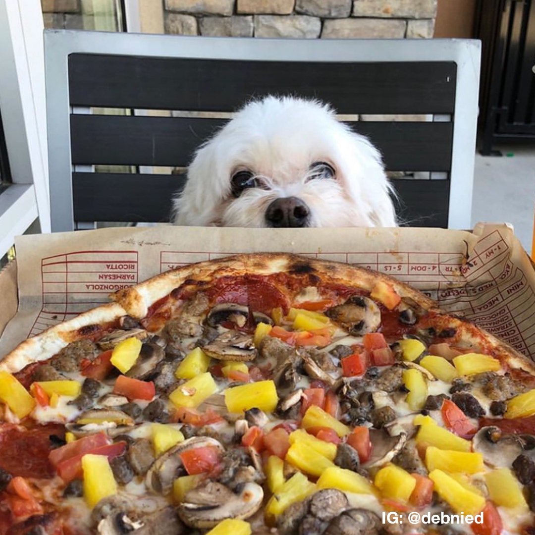 MODPizza's tweet photo. We don't deserve them ❤️ #NationalDogDay https://t.co/5Cc2XxdGB1