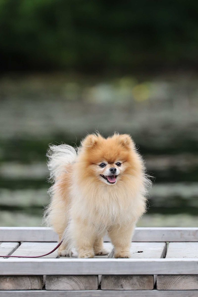 groundswellcld's tweet image. We love dogs and cats equally here at Groundswell but since it is #NationalDogDay here are some of our team's pups! They like the outdoors almost as much as we do except we like when the weather is good. #DogsofTech #DogsOfTwitter