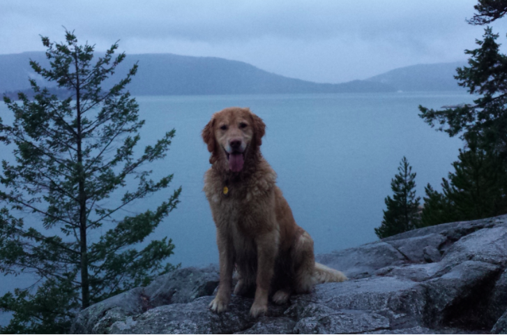 groundswellcld's tweet image. We love dogs and cats equally here at Groundswell but since it is #NationalDogDay here are some of our team's pups! They like the outdoors almost as much as we do except we like when the weather is good. #DogsofTech #DogsOfTwitter