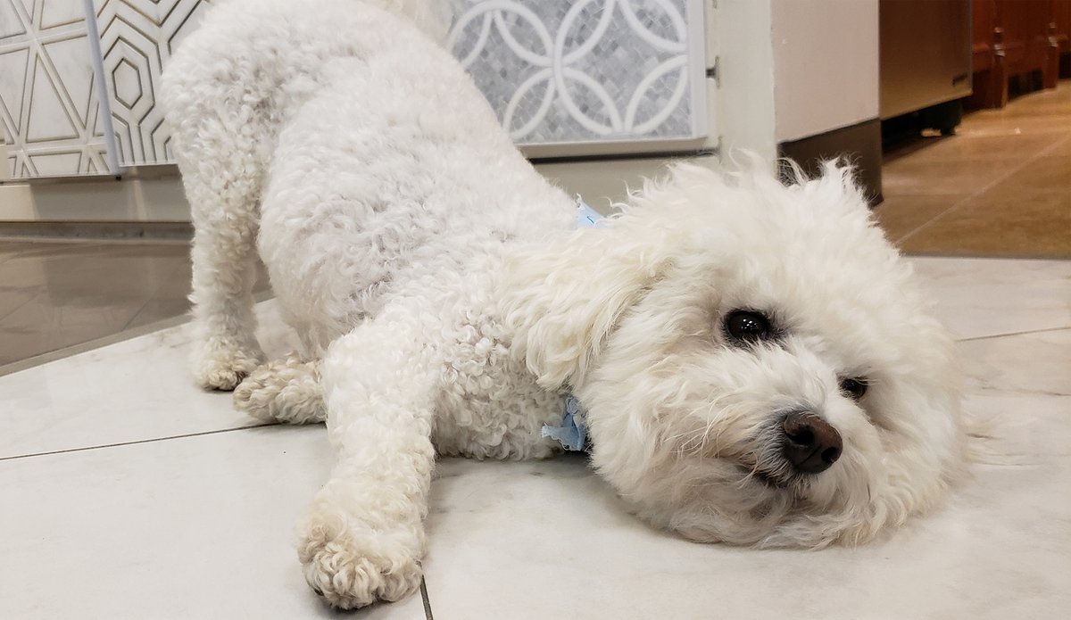 Happy National Dog Day!

Get up close and personal with our tiles - schedule a private appointment in any of our COVID-compliant showrooms: architecturalceramics.com/contacts

#nationaldogday #tilelove #tilestore #dogsofaci #tiledesi