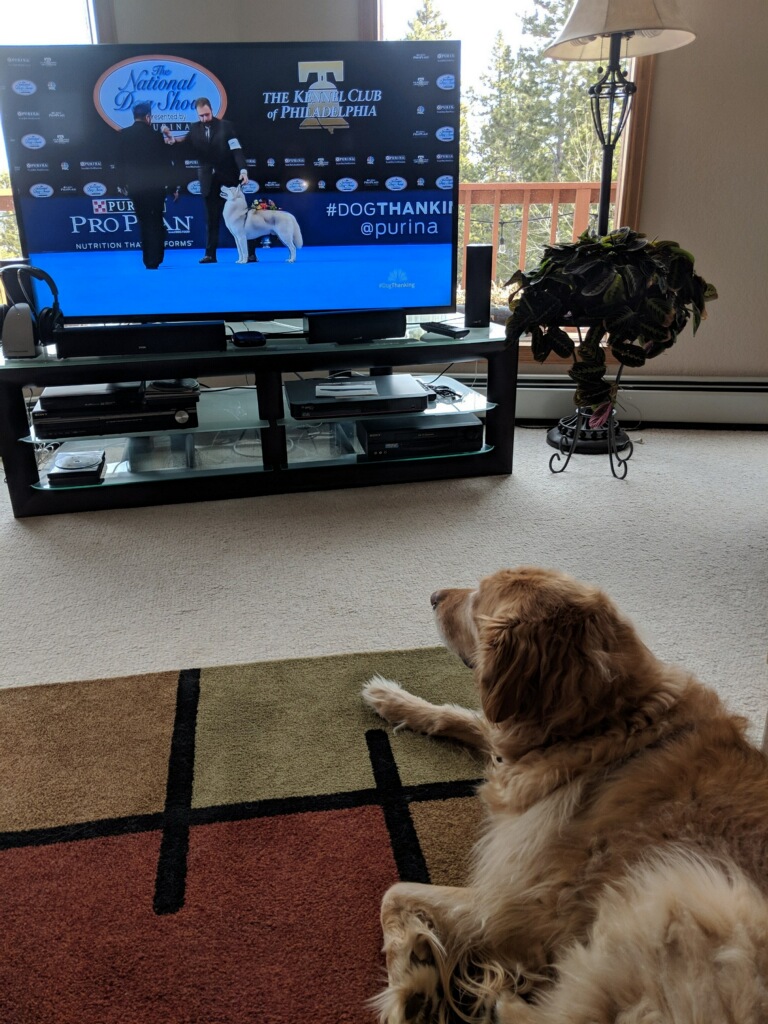 MandCComms's tweet image. How are you celebrating #InternationalDogDay? Treats? Belly rubs? Sharing pictures of your bestest boys and girls in the whole wide world!??? Here are ours...Tucker, Bingo, Robbie and Arthur!

#PRDogs #CBD #BrandProtection #MediaTraining #CrisisCommunications
