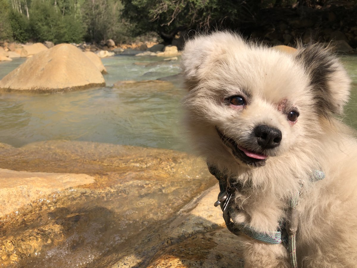 MandCComms's tweet image. How are you celebrating #InternationalDogDay? Treats? Belly rubs? Sharing pictures of your bestest boys and girls in the whole wide world!??? Here are ours...Tucker, Bingo, Robbie and Arthur!

#PRDogs #CBD #BrandProtection #MediaTraining #CrisisCommunications