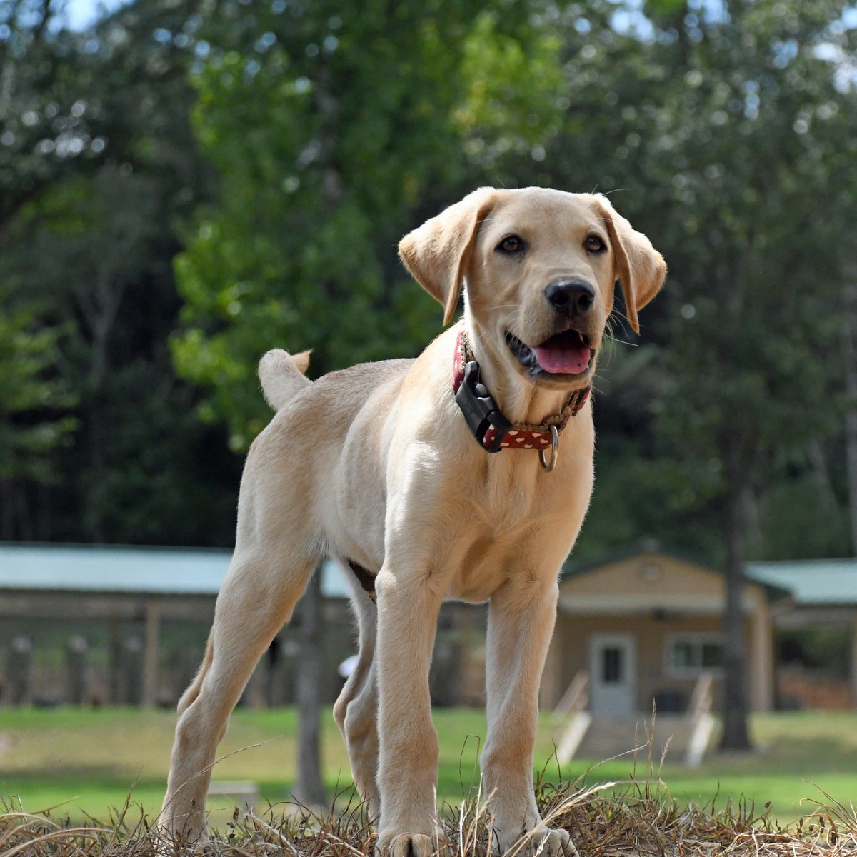 CapstoneTC's tweet photo. Every day is #NationalDogDay2020 at Capstone! #NationalDogDay #InternationalDogDay https://t.co/7EyLyz8aMt