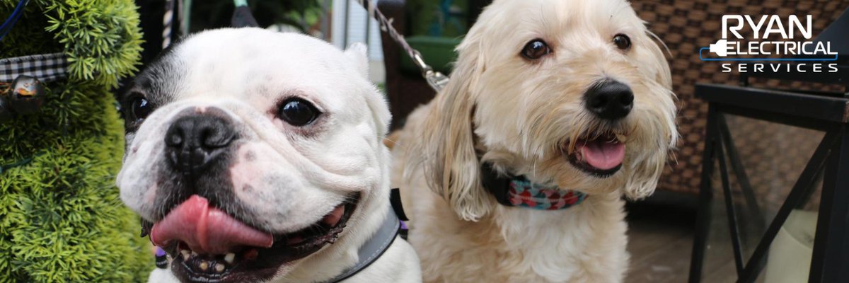 Happy #InternationalDogDay from these two! Do you have some dog pics you can share? Send us a message with a picture or two for a chance to be featured on our page!