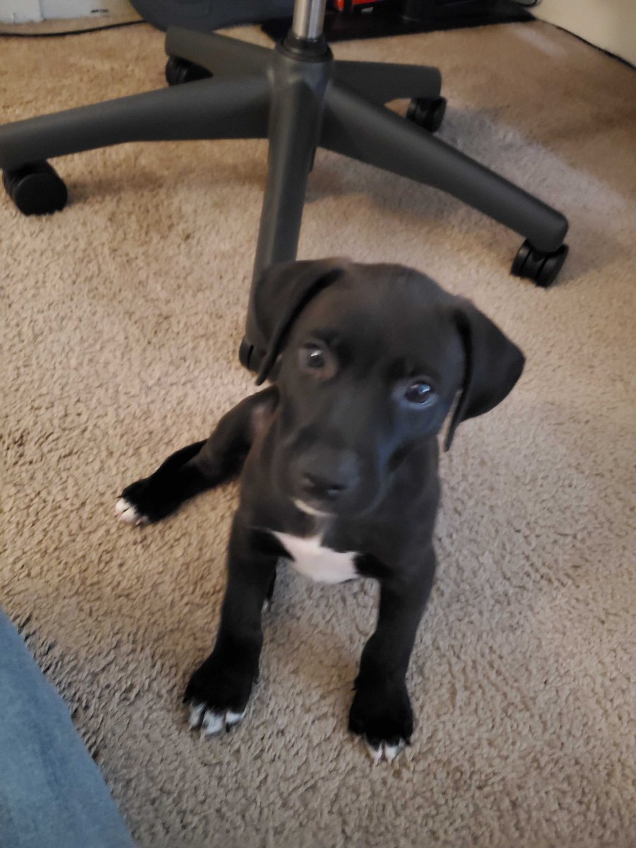 Count on  @BlizzardCS bringing the pups. I'll quote to avoid faction bias. "This is Rambo, he's a new player to the world at only 10 weeks old. Lab mix. His current specialization is Kennel Destruction. Team Horde!"