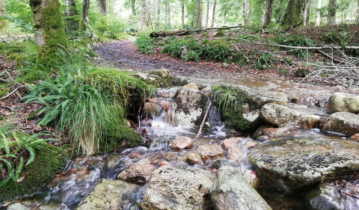 LakesCumbria's tweet photo. In need of complete #relaxation? Why try a session of Forest Bathing to reconnect with yourself and nature. https://t.co/PvFKS9BCIn #theperfectplacetorelax https://t.co/WDemQVZYfg