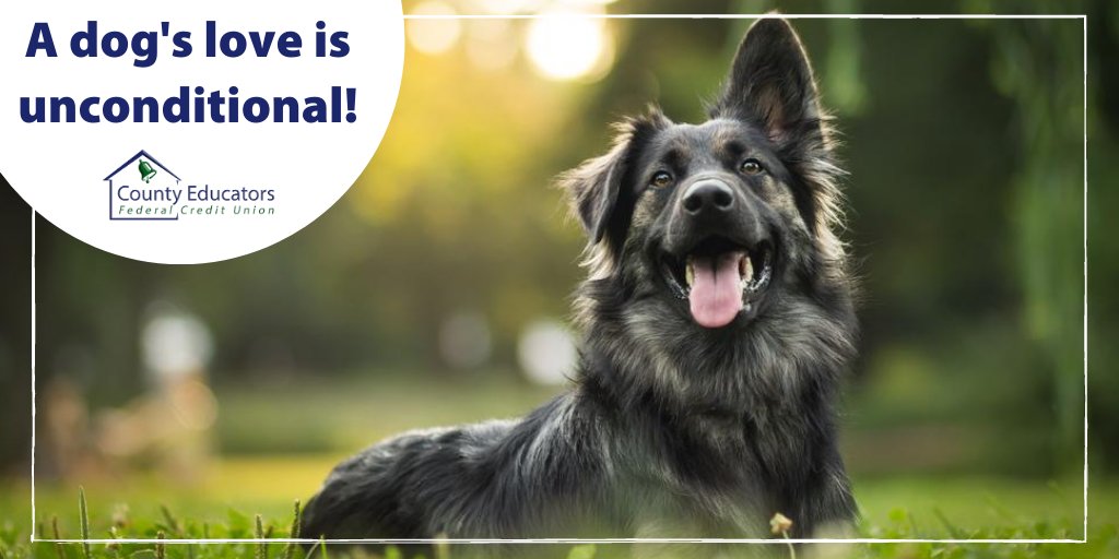CountyEducators's tweet photo. Happy #NationalDogDay! ๐พ A dog's love is unconditional. Open your heart and home to a new pup from a local shelter and give them a forever home. ๐
#Dog #CountyEducatorsFCU #NewJersey #RosellePark #NewJerseyLife https://t.co/hP1LgfCkSn
