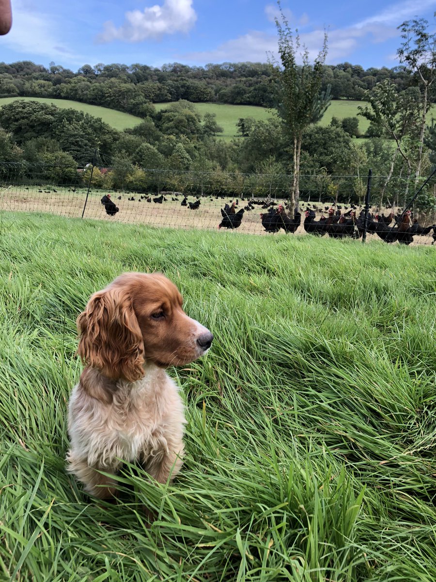 CallumJames558's tweet photo. 5 month old otter the puppy keeping a close eye on our flock of Burford Brown hens producing eggs for @ClarenceCourt #InternationalDogDay https://t.co/uVijpt86rM