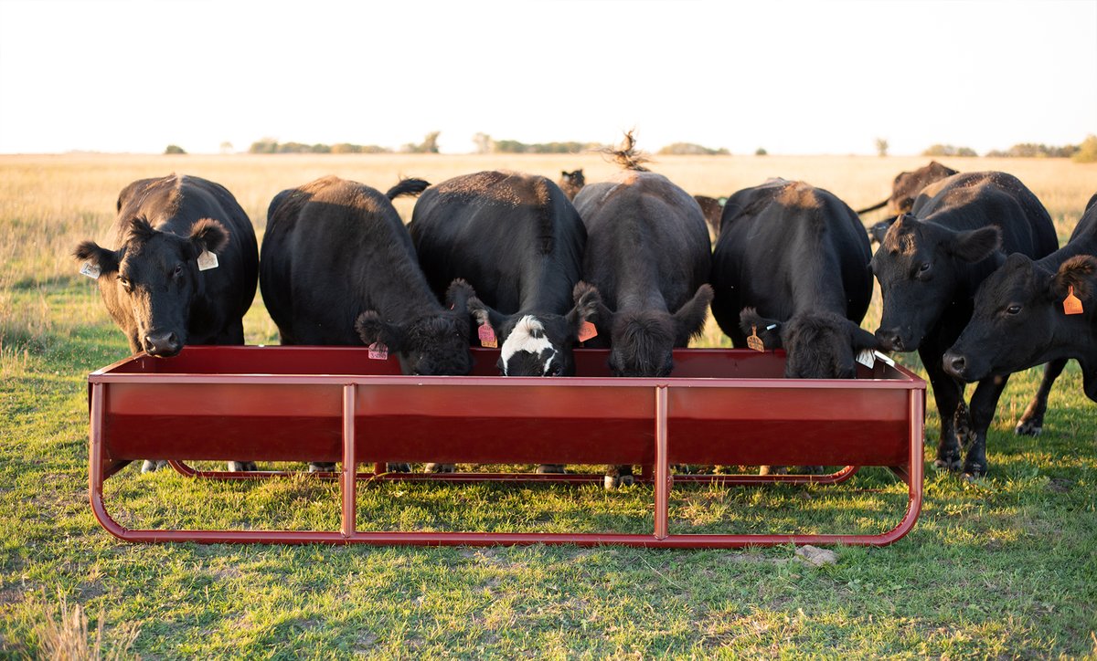 BehlenCountry's tweet photo. The Heavy-Duty All Metal Feed Bunk works great for large livestock like these commercial bred beef cows.
#behlencountry #beefcattle #dairycattle #feedbunk #farmlife #ranchlife https://t.co/7WOZXvANXO