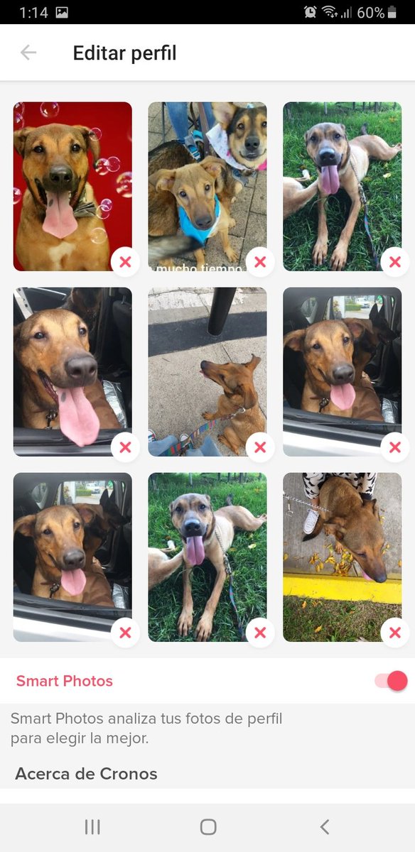 Cronos18137508's tweet photo. Hi @Tinder. Im a dog. Made my account. I was honest &amp; had pics with no filters. I was looking for a partner. Im sick of nobody wants to meet me. Have tried insta, face.. nothing happened. Im desperate. So i was excited, had many matches! Then you cancel my account! Was my gender? https://t.co/PoMnxrY9MX