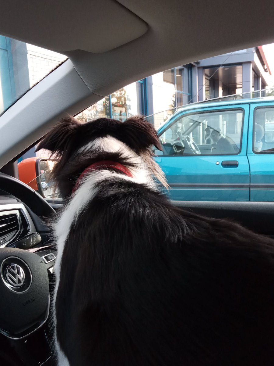 SPhillips9210's tweet photo. Not sure about this new taxi service.. 😂 🐶 🐾
(PSA, dogs were not alone).
#Standoff #DogDrivers https://t.co/qni45cNLab