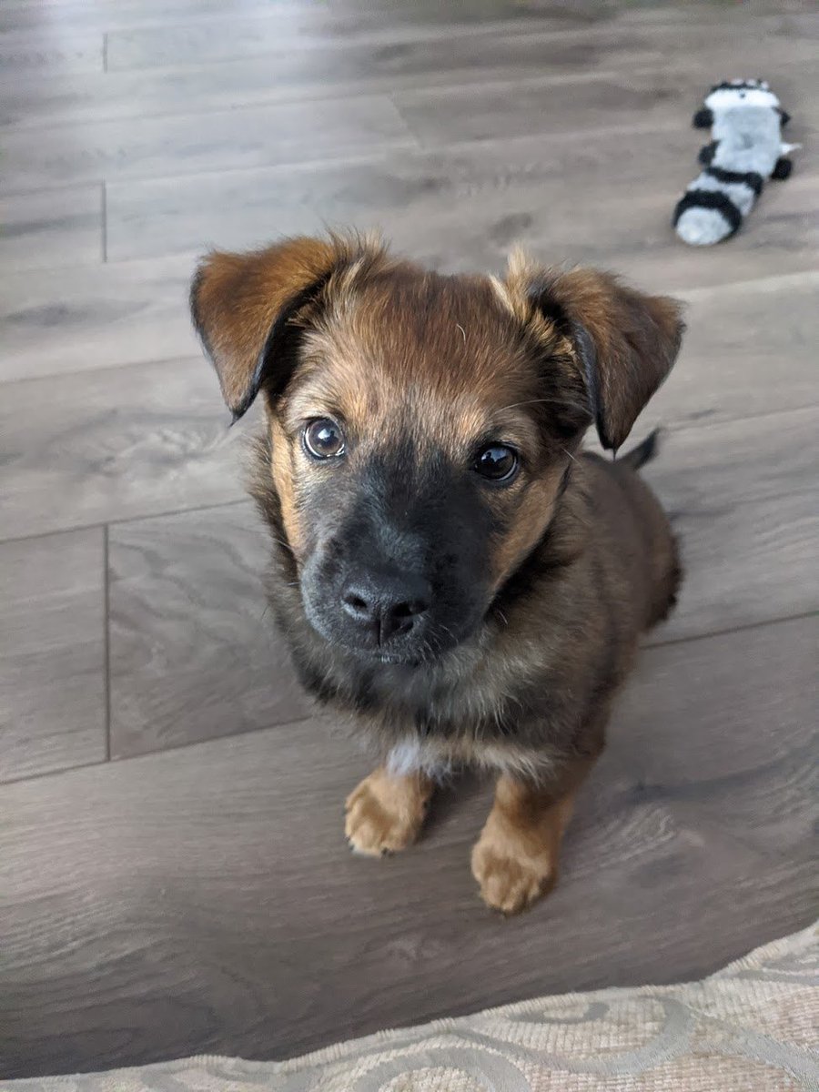 Hell's never looked this cute. Ares is the newest (9 weeks old) member of the  @Diablo Immortal Product Management team!