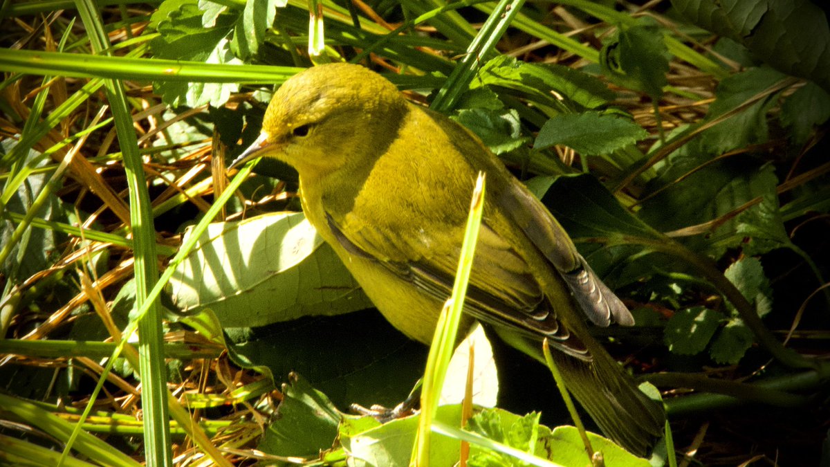 jhonny_2003's tweet image. #TennesseeWarbler at grass level SE Maintenance Meadow
