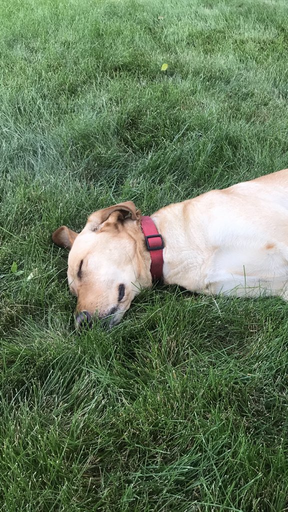 davispaula88's tweet photo. @dog_rates Goose! https://t.co/Vdi2We6TqX