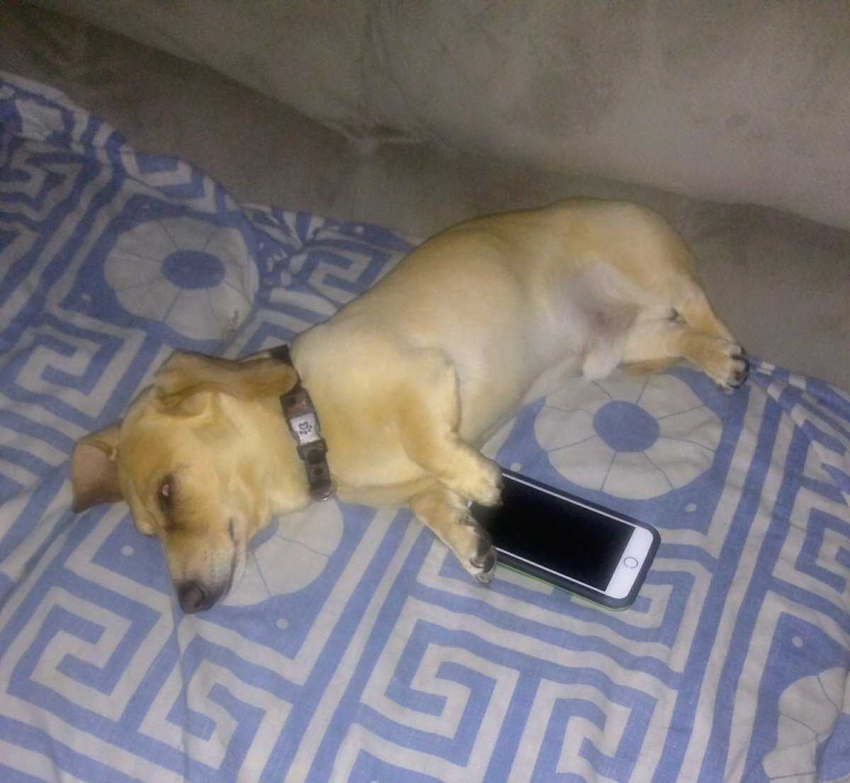 mxzombie's tweet image. Sunday was trying to post  for #NationalDogDay but got tired and had to nap 😴  #dachshund  #dachshundsoftwitter  #lazydog