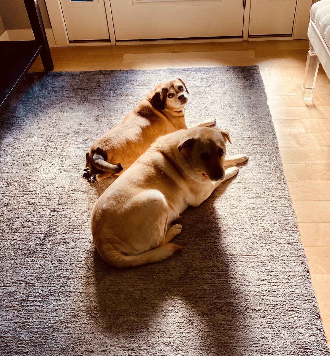 danwood74's tweet photo. @omaha_scanner @NEHumaneSociety Working from home. https://t.co/KmngjMXHDg