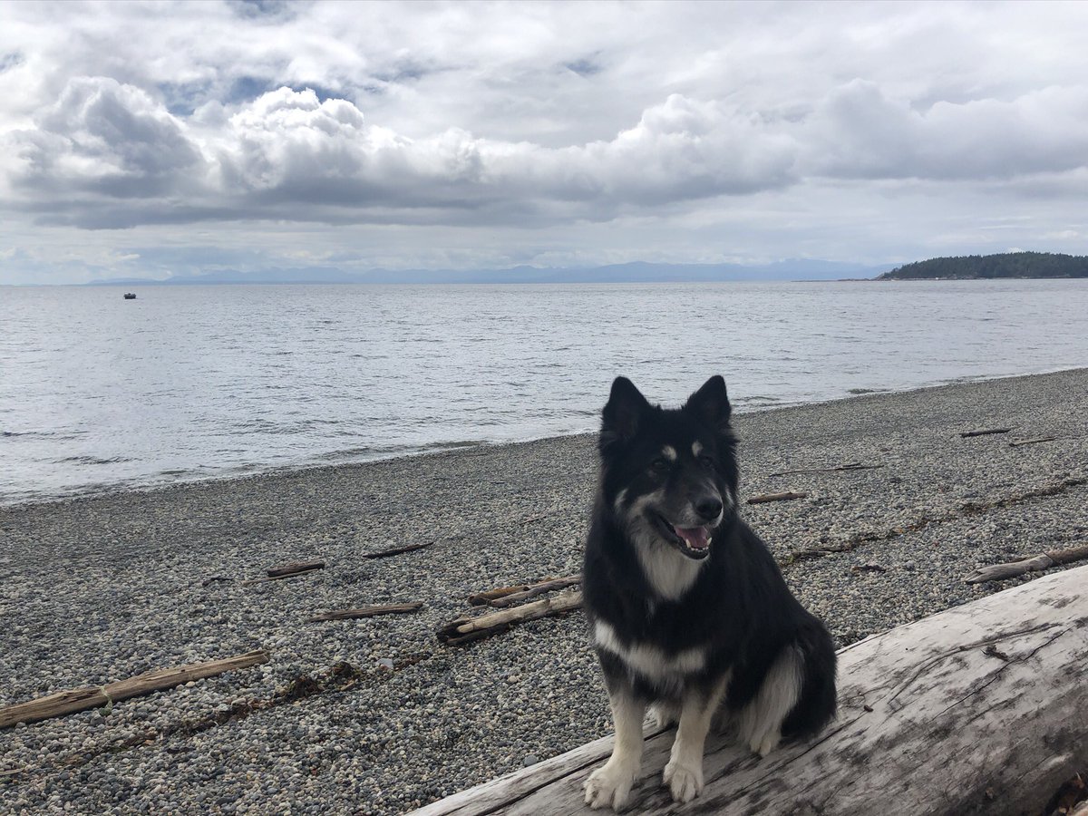 crengelman's tweet photo. @dog_rates https://t.co/ZnJAELoc1v