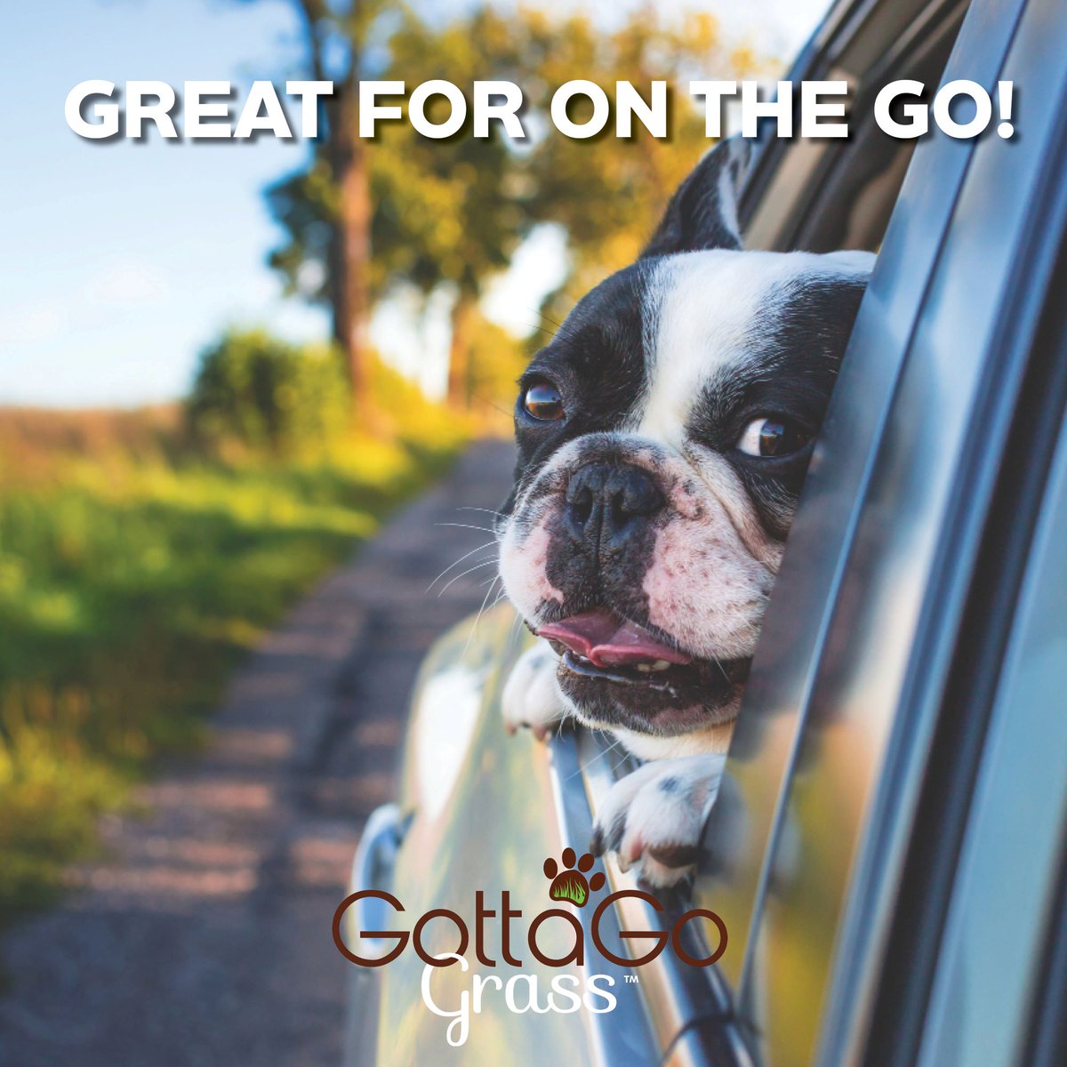 GottaGoGrass's tweet photo. Planning a trip can be challenging, make it easier with Gotta Go Grass™. Gotta Go Grass™ allows you one less thing to worry about, walk time! Give your dog a convenient relief solution wherever you go. #GottaGoGrass #NationalDogDay #Dog #Puppy https://t.co/P2LTADYf6K