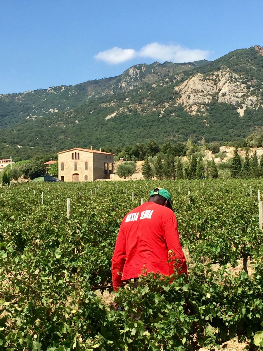 masiaserra's tweet photo. 🍇V E R E M A 2020
Engeguem !!!🙌🏻💚
#masiaserra #cantallops #verema2020 #harvest2020
#vinyes #vinsdepaisatge #projectedevida #ensagradaelquefem #emporda #visitemporda #empordawine https://t.co/keGkcnnaWb