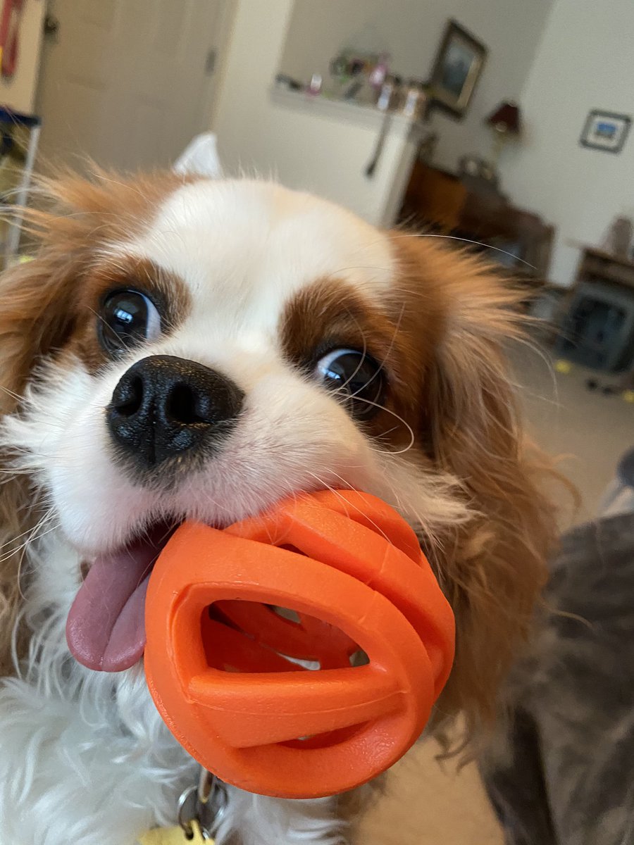 mbosmaoboe's tweet photo. @dog_rates Lily says happy #InternationalDogDay 🐶❤️ https://t.co/lqHCrL0Q4N