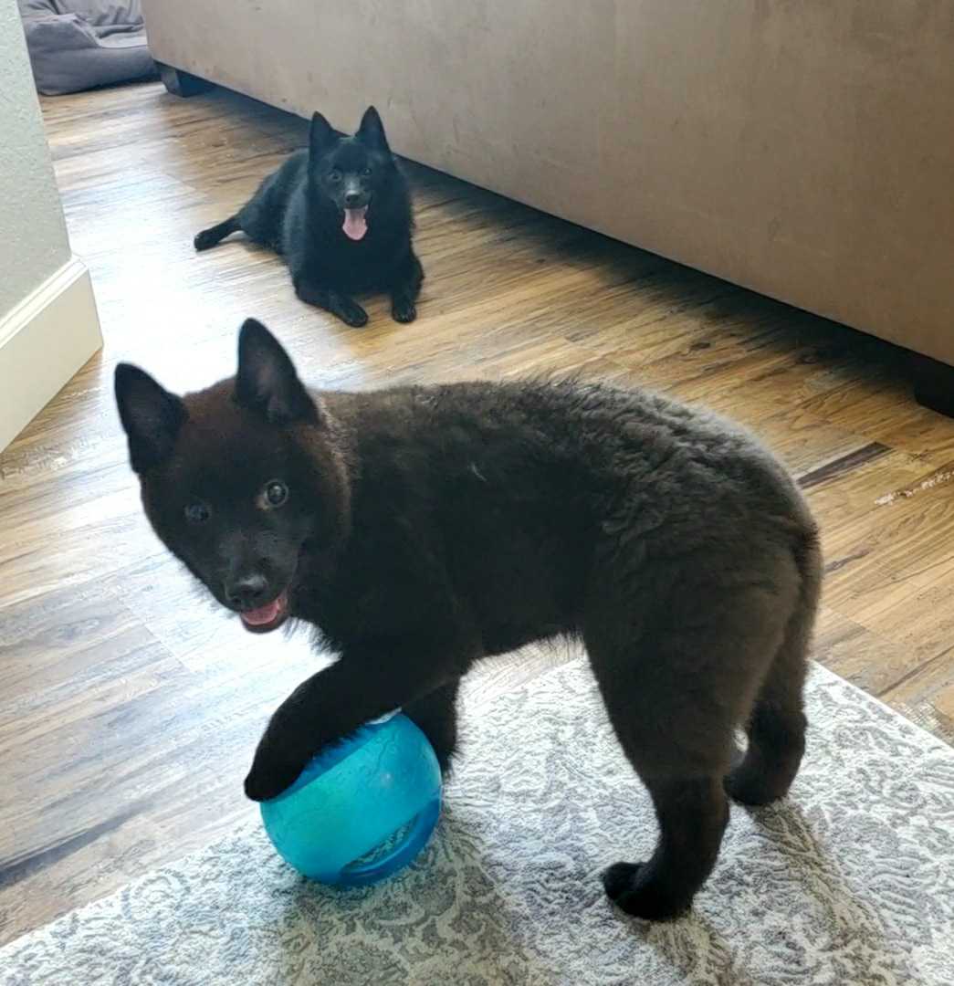 Schipperkes Beau (foreground) and Jester (background), "helping"  @Warcraft QA get Shadowlands ready to go...