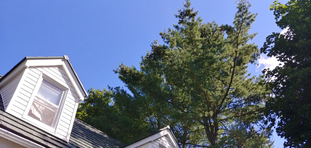 cmdrbob558's tweet image. New early wake-up call:  the tops of the white pines catch the sunrise before anything else &amp;amp; rain their pine cones onto the metal roof this time of year. #learntsomethingnew